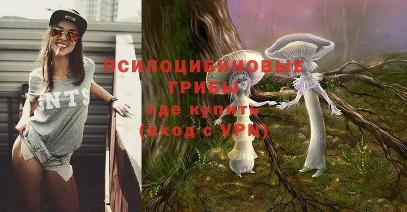 Псилоцибиновые грибы Psilocybe  Шлиссельбург 